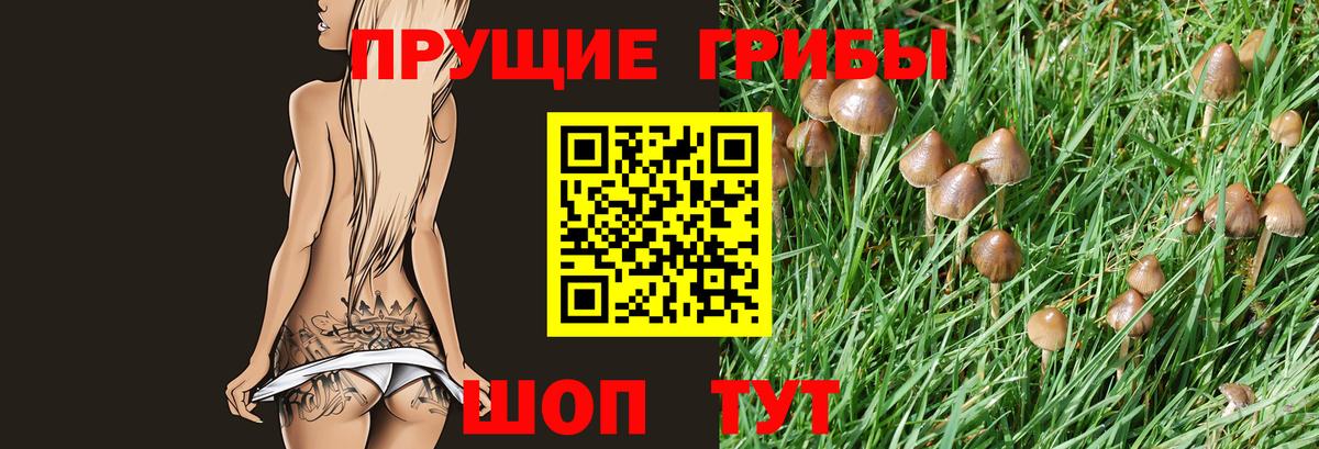 Татарск  где можно купить наркотик  Вход с VPN  Псилоцибиновые грибы GOLDEN TEACHER 